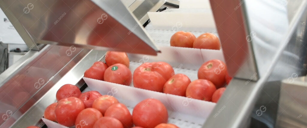 Processamento de tomate